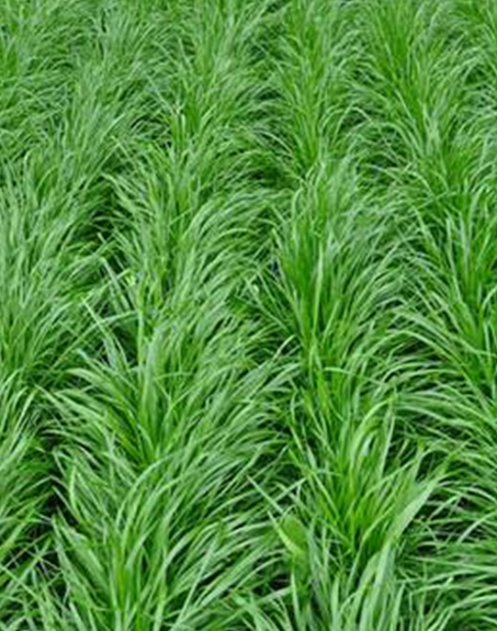 標(biāo)題：多年生黑麥草
瀏覽次數(shù)：2778
發(fā)表時間：2017-11-02