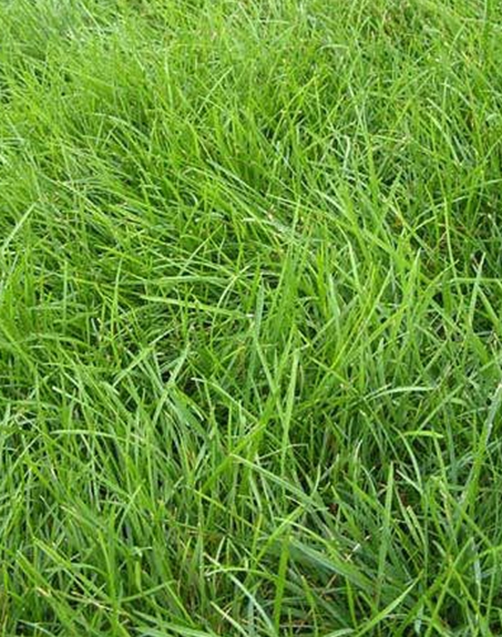 標(biāo)題：高羊茅
瀏覽次數(shù)：3239
發(fā)表時間：2017-11-02