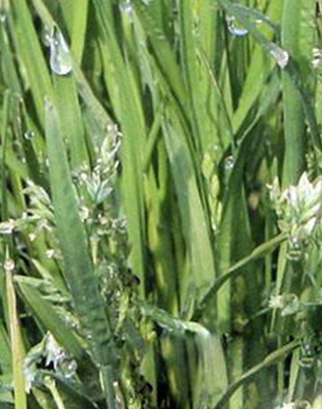 標(biāo)題：剪股穎
瀏覽次數(shù)：2915
發(fā)表時間：2017-11-02