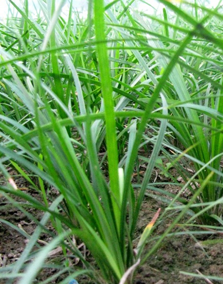 標題：麥冬
瀏覽次數(shù)：4176
發(fā)表時間：2017-11-02