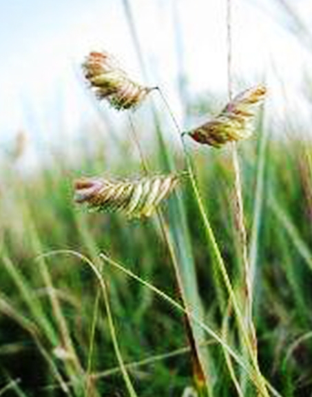 標(biāo)題：野牛草
瀏覽次數(shù)：3343
發(fā)表時(shí)間：2017-11-02