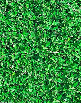 標(biāo)題：地毯草
瀏覽次數(shù)：2753
發(fā)表時間：2017-11-02