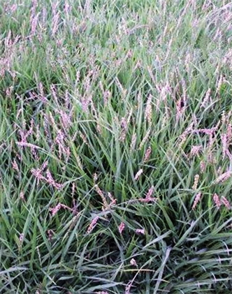 標(biāo)題：結(jié)縷草
瀏覽次數(shù)：4148
發(fā)表時(shí)間：2017-11-02