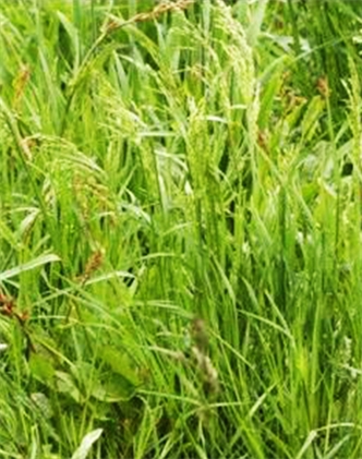 標(biāo)題：普通早熟禾
瀏覽次數(shù)：4166
發(fā)表時(shí)間：2017-11-02