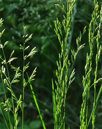 標(biāo)題：葦狀羊茅
瀏覽次數(shù)：3802
發(fā)表時(shí)間：2017-11-02