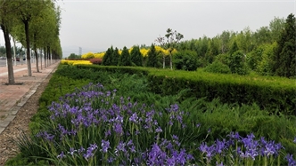 標(biāo)題：張家口經(jīng)開區(qū)秋季清水河生態(tài)綠廊建
瀏覽次數(shù)：2807
發(fā)表時間：2020-10-16