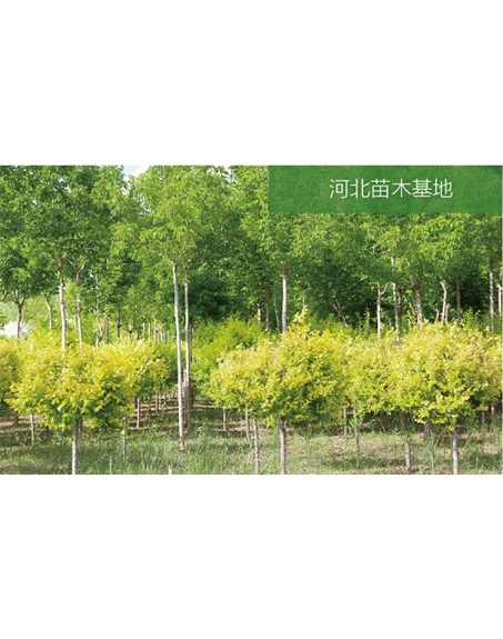 標(biāo)題：苗木基地
瀏覽次數(shù)：2505
發(fā)表時間：2020-10-17