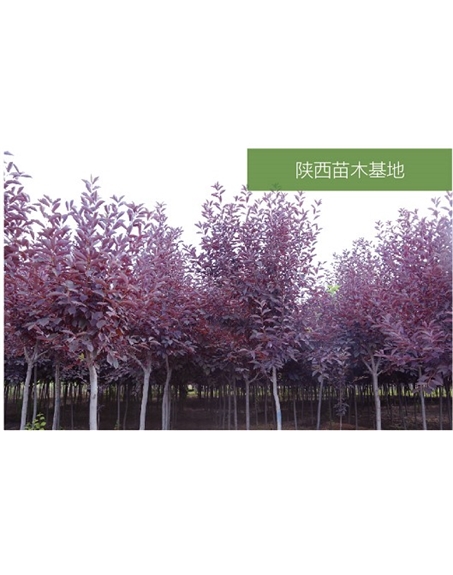 標(biāo)題：苗木基地
瀏覽次數(shù)：2523
發(fā)表時(shí)間：2020-10-17