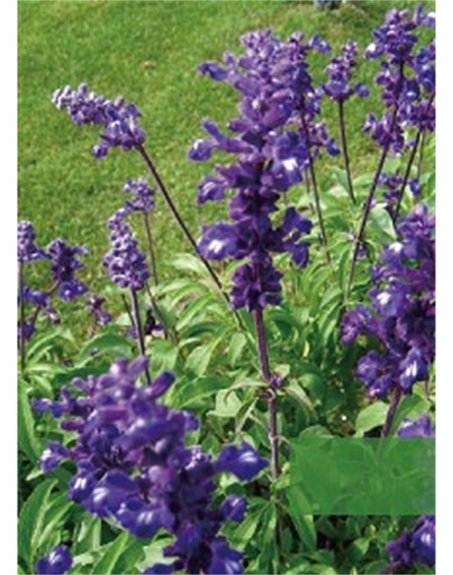 標(biāo)題：地被
瀏覽次數(shù)：1894
發(fā)表時(shí)間：2020-10-17