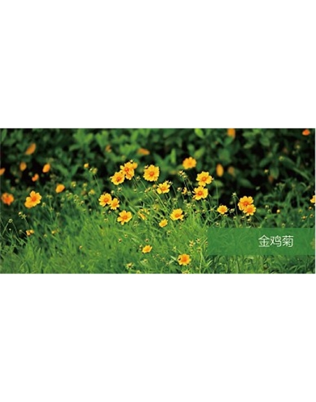 標題：地被
瀏覽次數(shù)：2140
發(fā)表時間：2020-10-17