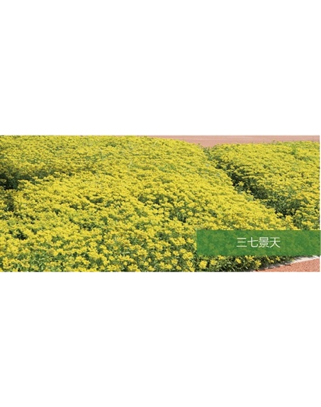 標題：地被
瀏覽次數(shù)：2335
發(fā)表時間：2020-10-17