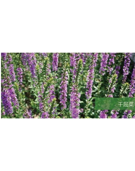 標(biāo)題：地被
瀏覽次數(shù)：2225
發(fā)表時間：2020-10-17