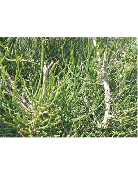 標題：名貴樹種
瀏覽次數(shù)：1968
發(fā)表時間：2020-10-17