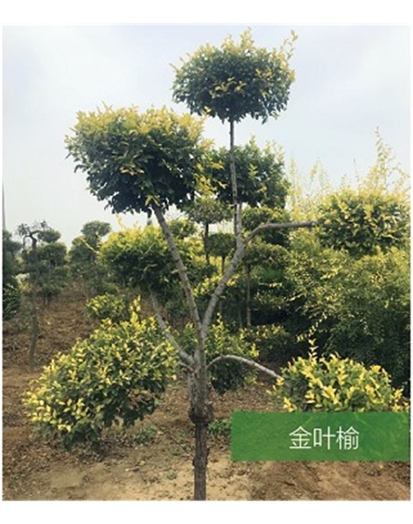 標(biāo)題：名貴樹種
瀏覽次數(shù)：1838
發(fā)表時(shí)間：2020-10-17