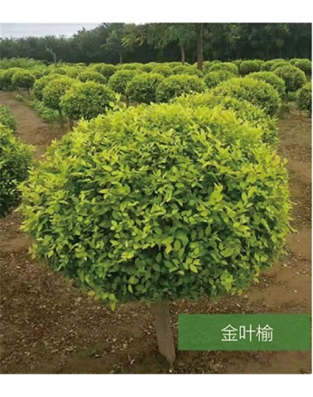 標(biāo)題：名貴樹種
瀏覽次數(shù)：1827
發(fā)表時(shí)間：2020-10-17