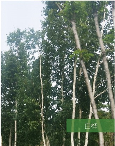 標(biāo)題：名貴樹(shù)種
瀏覽次數(shù)：1895
發(fā)表時(shí)間：2020-10-17