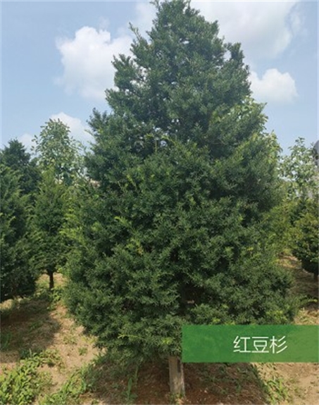 標(biāo)題：名貴樹種
瀏覽次數(shù)：2264
發(fā)表時(shí)間：2020-10-17