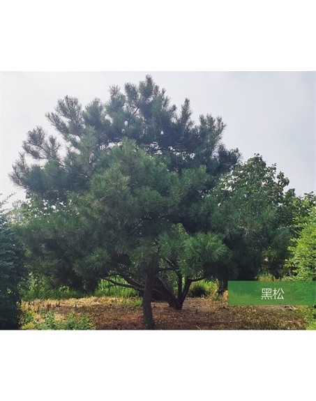 標(biāo)題：名貴樹種
瀏覽次數(shù)：2448
發(fā)表時(shí)間：2020-10-17