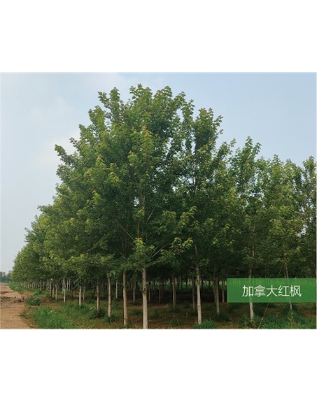 標(biāo)題：名貴樹種
瀏覽次數(shù)：2135
發(fā)表時間：2020-10-17