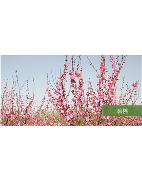 標題：喬灌木
瀏覽次數(shù)：1751
發(fā)表時間：2020-10-17