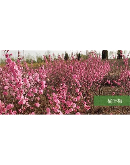 標(biāo)題：喬灌木
瀏覽次數(shù)：1787
發(fā)表時(shí)間：2020-10-17