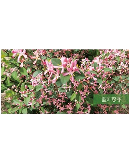 標(biāo)題：?jiǎn)坦嗄?瀏覽次數(shù)：1743
發(fā)表時(shí)間：2020-10-17