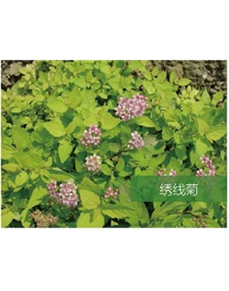 標(biāo)題：?jiǎn)坦嗄?瀏覽次數(shù)：1932
發(fā)表時(shí)間：2020-10-17