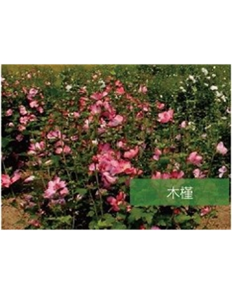 標(biāo)題：?jiǎn)坦嗄?瀏覽次數(shù)：1918
發(fā)表時(shí)間：2020-10-17