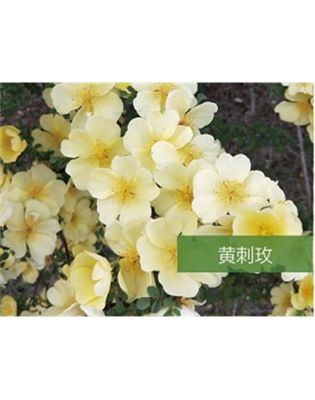 標(biāo)題：?jiǎn)坦嗄?瀏覽次數(shù)：1742
發(fā)表時(shí)間：2020-10-17