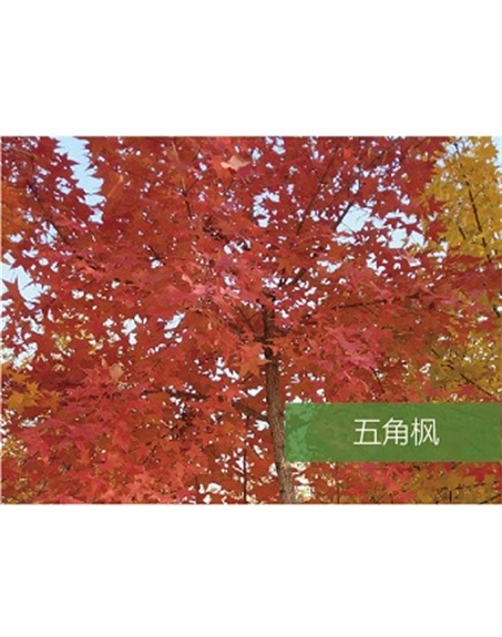 標(biāo)題：?jiǎn)坦嗄?瀏覽次數(shù)：1880
發(fā)表時(shí)間：2020-10-17