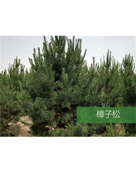 標題：喬灌木
瀏覽次數(shù)：1910
發(fā)表時間：2020-10-17