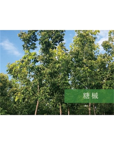 標題：喬灌木
瀏覽次數(shù)：2528
發(fā)表時間：2020-10-17