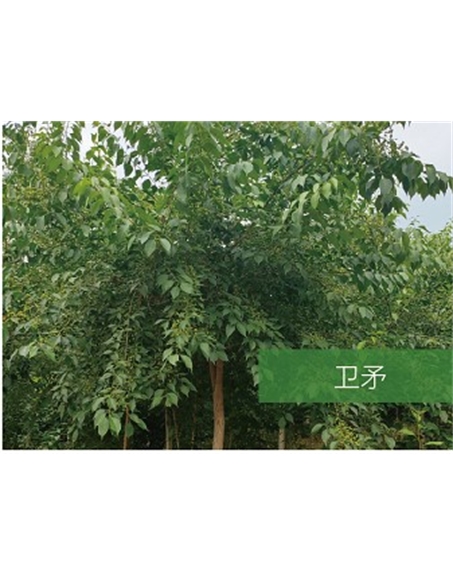 標(biāo)題：喬灌木
瀏覽次數(shù)：2419
發(fā)表時間：2020-10-17