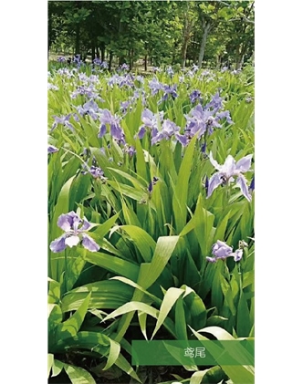 標(biāo)題：地被
瀏覽次數(shù)：1835
發(fā)表時(shí)間：2020-10-17