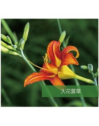 標題：地被
瀏覽次數(shù)：1836
發(fā)表時間：2020-10-17