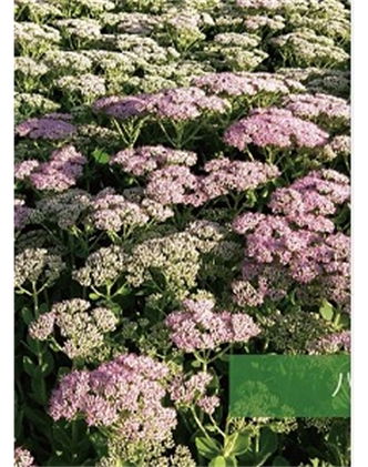 標題：地被
瀏覽次數(shù)：1915
發(fā)表時間：2020-10-17