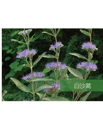 標(biāo)題：名貴樹種
瀏覽次數(shù)：1766
發(fā)表時(shí)間：2020-10-17