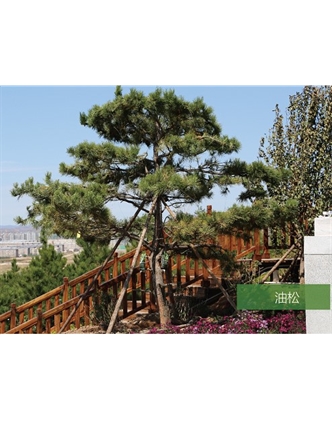 標(biāo)題：名貴樹種
瀏覽次數(shù)：1794
發(fā)表時(shí)間：2020-10-17