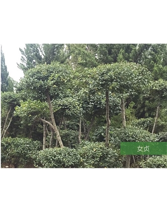 標(biāo)題：名貴樹種
瀏覽次數(shù)：1753
發(fā)表時(shí)間：2020-10-17