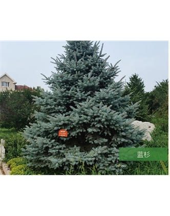 標(biāo)題：名貴樹種
瀏覽次數(shù)：2342
發(fā)表時間：2020-10-17