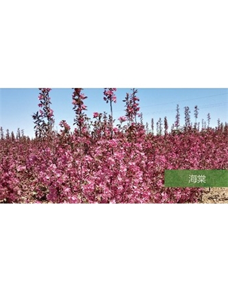 標(biāo)題：?jiǎn)坦嗄?瀏覽次數(shù)：1908
發(fā)表時(shí)間：2020-10-17