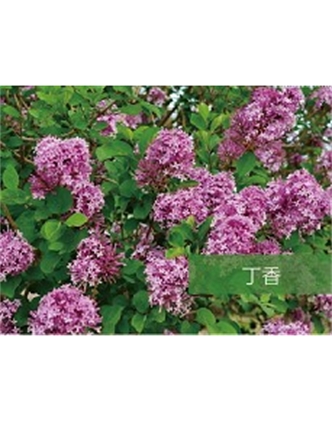 標題：喬灌木
瀏覽次數(shù)：1717
發(fā)表時間：2020-10-17