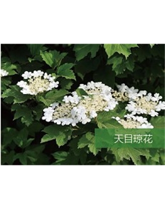 標題：喬灌木
瀏覽次數(shù)：1917
發(fā)表時間：2020-10-17