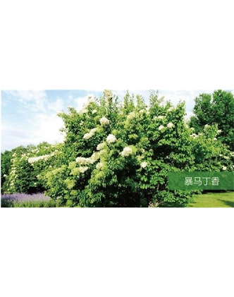 標(biāo)題：?jiǎn)坦嗄?瀏覽次數(shù)：1971
發(fā)表時(shí)間：2020-10-17