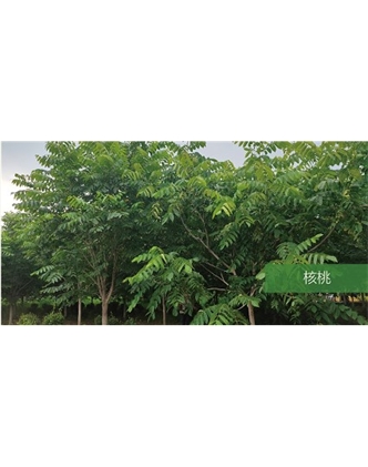 標(biāo)題：喬灌木
瀏覽次數(shù)：1804
發(fā)表時間：2020-10-17