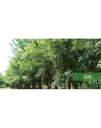 標(biāo)題：喬灌木
瀏覽次數(shù)：1988
發(fā)表時間：2020-10-17