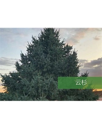 標(biāo)題：喬灌木
瀏覽次數(shù)：2569
發(fā)表時(shí)間：2020-10-17